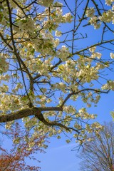 Fototapeta premium Blossom on tree