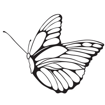 Silhouette of a butterfly vector icon