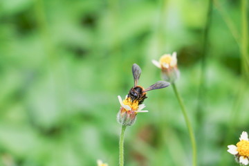 Bee on white flower collecting pollen suck nectar