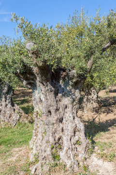 vieil olivier en Provence