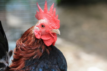 chicken colorful ( species hen serama in farm south of Thailand