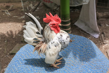 chicken colorful ( species hen serama in farm south of Thailand