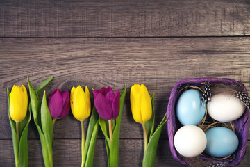 Easter background with blue and white eggs in nest and purple and yellow tulips