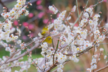 皇居東御苑の梅林坂の梅とメジロ