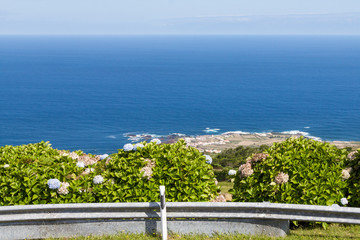Fototapeta na wymiar Blue Hydrangea Plants next to Roadside in front of Sea, Azores, Portugal, Europe