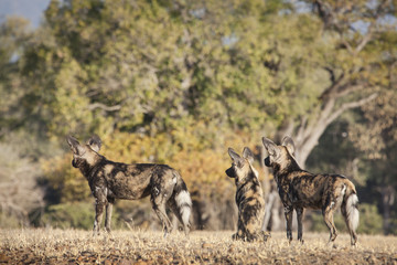 African Wild Dogs hunting.