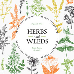 Vector design with hand drawn weeds and herbs. Decorative background with vintage medicinal and aromatic plants sketch.  - obrazy, fototapety, plakaty