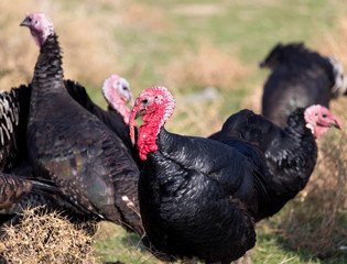 farm turkeys outdoors