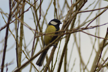 Kohlmeisen auf Ast ( Parus major )