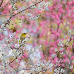 皇居東御苑の梅林坂にて