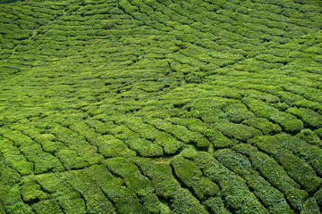 Tea Plantation