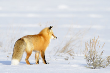 American Red Fox (Vulpes vulpes fulva) adult, hunting in snow, Yellowstone national park , Wyoming,...