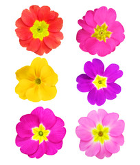 Set of primrose flowers on a white background.