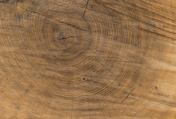 Naklejka premium Wood texture of cut tree.