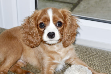 Portrait of a King Charles spaniel puppy.