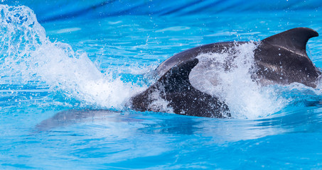 Fototapeta premium two dolphins in the pool