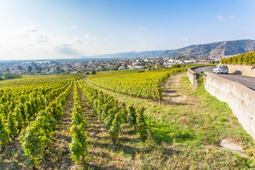 Fototapeta na wymiar vignoble de Tain-l'Hermitage sur la route des vins 