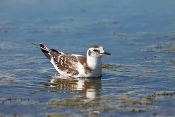 Juvenile Little Gull / Hydrocoloeus minutus