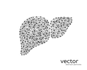 Abstract vector illustration of human liver.