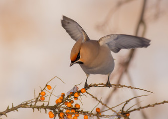 Bohemian Waxwing - Bombycilla garrulus