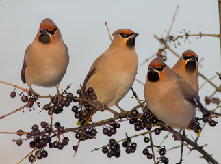 Fototapeta premium Bohemian Waxwing - Bombycilla garrulus - group