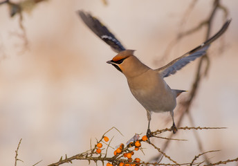 Bohemian Waxwing - Bombycilla garrulus