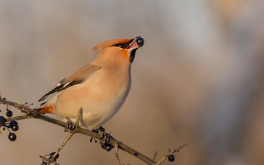 Bohemian Waxwing - Bombycilla garrulus