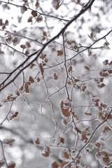 Buchenblätter im Schnee