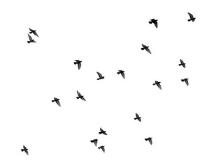 flock of pigeons on a white background
