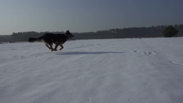 Dog (German Shepherd ) running in the snow in winter. Slow motion. Beautiful sunny weather 
