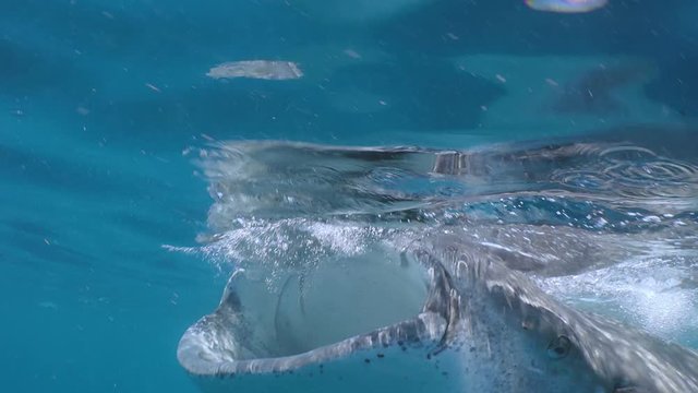 Whale Shark (Rhincodon typus), Isla Mujeres, Mexico, Sep 2016