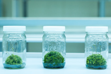 Plant tissue culture in the laboratory.	