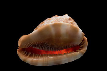 Glowing Shell
