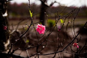 Peach tree of red flowers