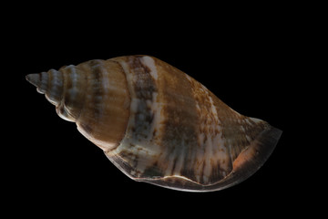 Glowing Shell