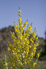 beautiful yellow flowers in nature