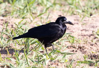 black crow in the grass on the nature