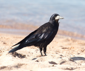 black crow on the sand