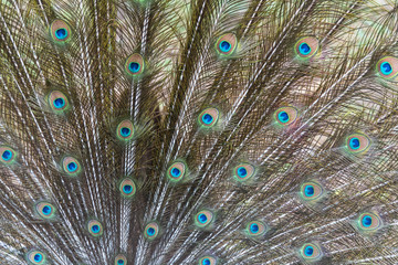 Fototapeta premium Close up of Indian peafowl or blue peafowl tail.