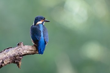 Common Kingfisher, Alcedo atthis. Europe, country Slovakia, region Horna Nitra- Kingfisher sitting on a branch.
