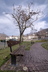 Albero spoglio e panchina al parco