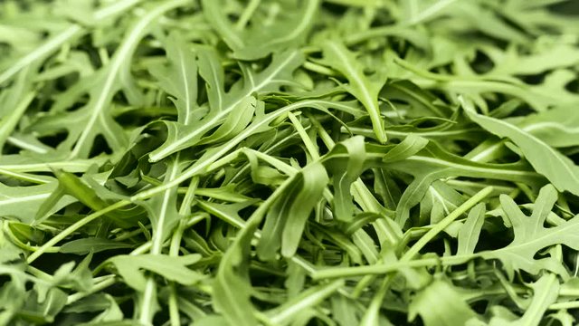 Rucola closeup rotating