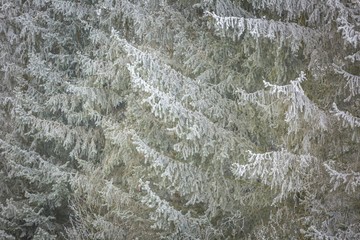 Hoarfrost on spruce branch.