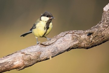 Parus major, Blue tit . Wildlife landscape, titmouse sitting on a branch moss-grown..  Europe, country Slovakia.