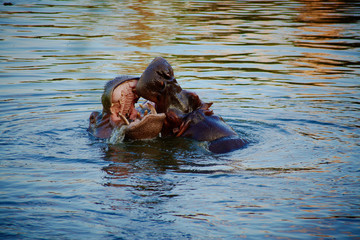 Two hippo fighting