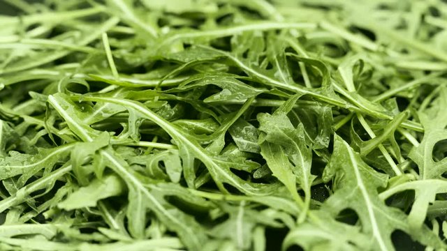 wet Rucola closeup rotating