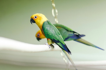 Parrot sitting on a perch-2.