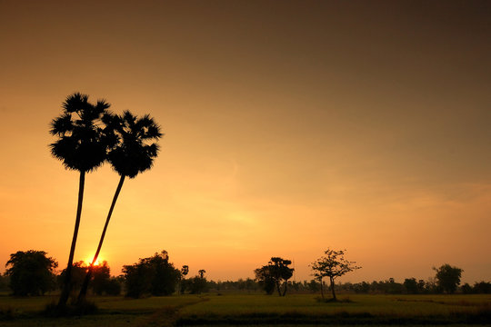good morning field in loas
