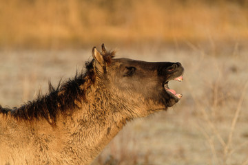 Yawning konik horse © Joke Beers-Blom