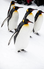 Fototapeta premium Penguins